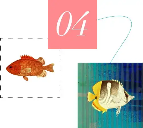 Digital Services for the United States - Fishes