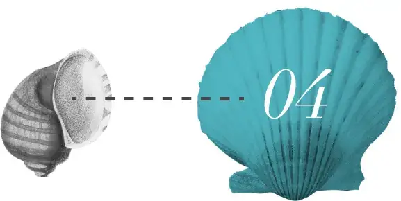 Packaging Services for the United States - Clam Shells