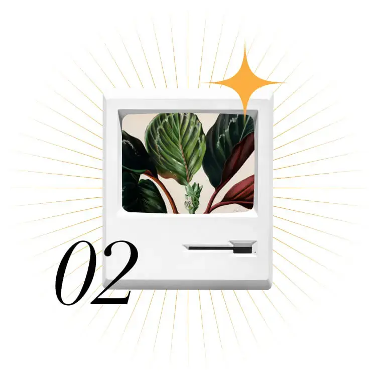 Web Development Services for the United States - Monitor Flower